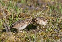 Wood Lark and Young DM1832