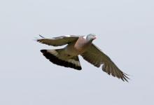Wood Pigeon in Flight DM1840