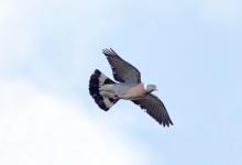 Wood Pigeon in Flight DM1841