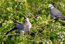 Wood Pigeons DM1842