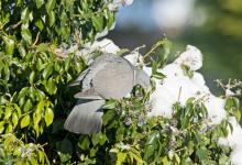 Woodpigeon in Ivy 1