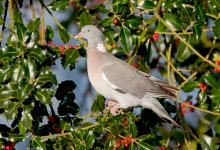 Woodpigeon in a Holly Bush DM0825