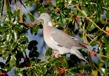 Farmland & Garden Birds