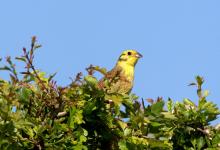 Yellowhammer  5 DM0173