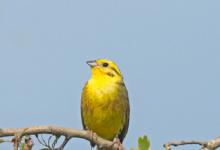 Yellowhammer  DM1850