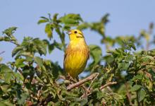 Yellowhammer 4 DM0172