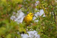 Yellowhammer DM1849