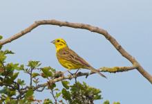 Yellowhammer DM1851