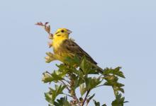 Yellowhammer DM1852