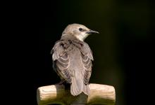 Young Starling DM0832