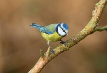 Blue tit DM1448