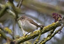 Chiffchaff DM0763