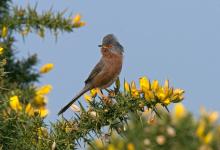 Dartford Warbler DM0204