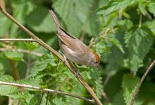 Female Blackcap DM0772