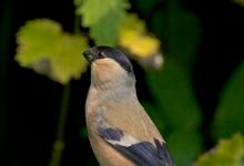 Female Bullfinch DM0773