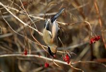 Female Bullfinch DM1460