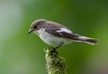 Female Pied Flycatcher DM0884