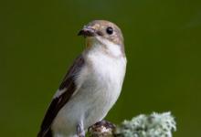 Female Piedflycatcher DM0880