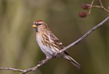 Female Redpoll