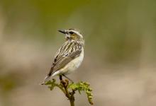 Whinchat (Hen)