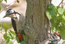 Greater Spotted Woodpecker  DM0203