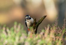 Greater Spotted Woodpecker DM2123