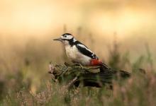 Greater Spotted Woodpecker DM2124