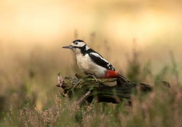 Heath & Woodland Birds