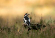 Greater Spotted Woodpecker DM2139