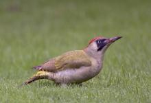 Green Woodpecker