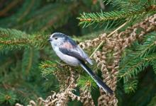 Long-tailed Tit DM0792