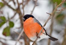 Male Bullfinch DM1454