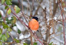 Male Bullfinch DM1455