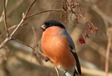 Male Bullfinch DM1461