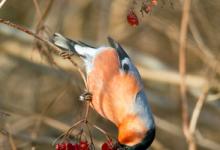 Male Bullfinch DM1462