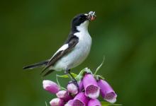 Male Pied Flycatche DMO888