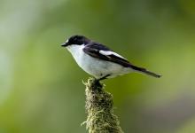 Male Pied Flycatcher DM0881