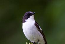 Male Pied Flycatcher DM0882