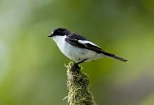 Pied Flycatcher (Male)