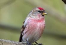 Male Redpoll 2