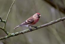 Male Redpoll