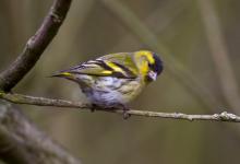 Male Siskin 3