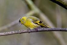 Male Siskin