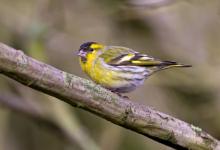 Male Siskin 2