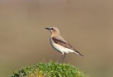 Male Wheatear DM0863