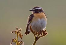 Whinchat (Male)