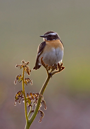 Whinchat (Male)
