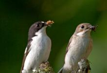 Male and Female Pied Flycatchers DM0883