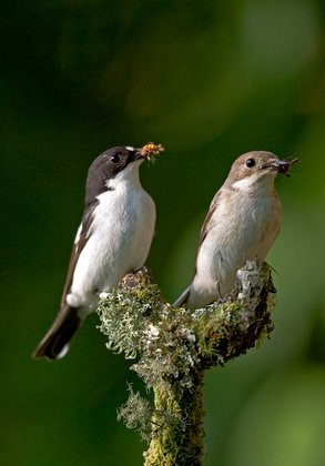 Male and Female Pied Flycatchers DM0883