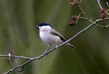 Marsh tit